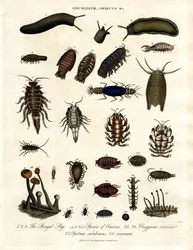 Onchidium;Oniscus och andra leddjur