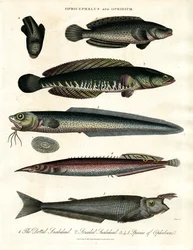 Ophicephalus och Ophidium