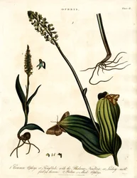 Ophrys-arter med nattfjäril