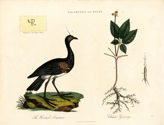 Palamedea och Panax
