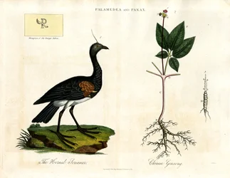 Palamedea och Panax - Horned Screamer och kinesisk ginseng