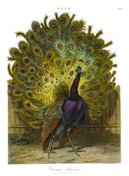 Pavo: vanlig påfågel