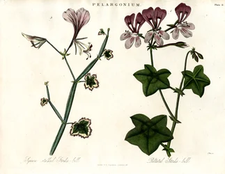 Pelargonium arter (Storknäbb)