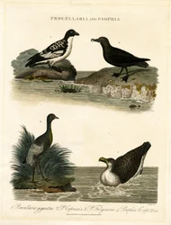 Stormfåglar (Procellaria) och trumpetare (Psophia)