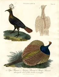 Phasianus (fasanart)