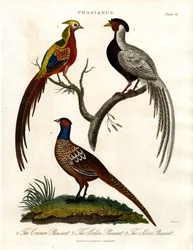 Phasianus - Fasan Arter