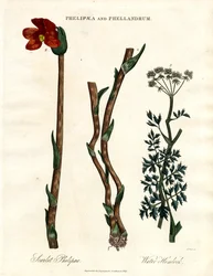 Phelipaea och Phellandrum