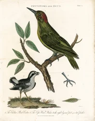 Phytotoma och Woodpecker med anatomiska detaljer