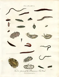 Planaria - Tolv arter av plattmaskar
