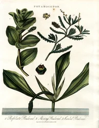 Potamogeton (dammgräsart)