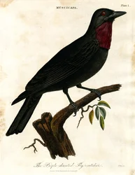 Purpurstrupig flugsnappare (Muscicapa)