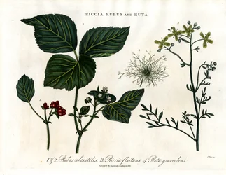 Riccia;Rubus och Ruta