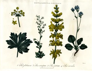 Salvia;Sanicle och Saxifrage Arter