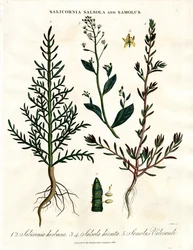 Salicornia;Salsola och Samolus: Halofytiska kustväxter