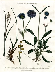 Scabiosa och Scheuchzeria