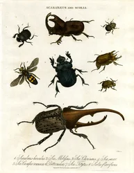 Scarabaeus och Scolia (skalbaggar och grävsteklar)