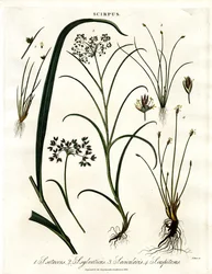Scirpus Arter