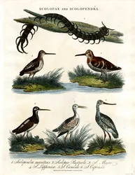 Scolopax och Scolopendra