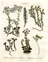 Sedum: Olika arter av stonecrop