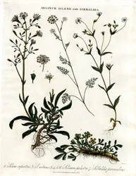 Selinum;Silene och Sibbaldia