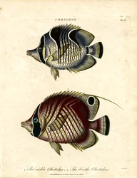 Sickle Chetodon och Bristle Chetodon