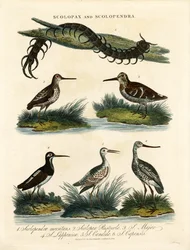 Sniglar (Scolopax) och tusenfotingar (Scolopendra)