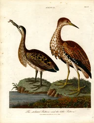 Stjärnlärka och smålärka