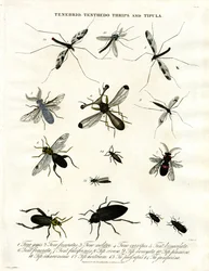 Tenebrio;Tenthedo;Thrips och Tipula - Insektsmångfald