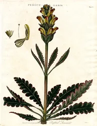 Tepturerad lusern (Pedicularis)