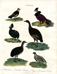 Tetrao arter (skogshöns)