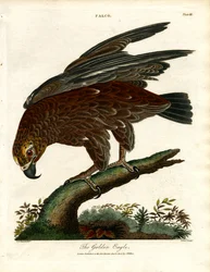 Kungsörnen