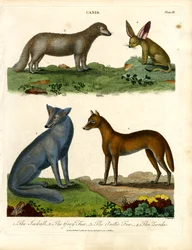 Jackall, gråräv, fjällräv och Zerda