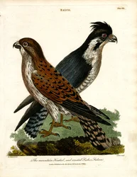 Fjälltornsfalk och fiskgjuse