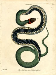 Natrix, eller vatten huggorm