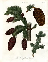 Granen Norway Spruce Fir-tree