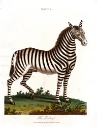 Zebran