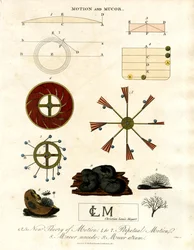Rörelseteori och Mucor-svampar