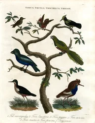 Todus;Tringa;Trochilus och Trogon