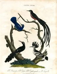 Upupa och Yunx (Hoopoe och Wryneck)
