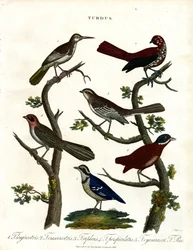 Olika arter av trastar (Turdus)