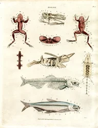 Zoologiska anatomiska illustrationer (plansch 5)