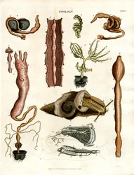 Zoologi Plansch I: Anatomiska illustrationer av olika djur