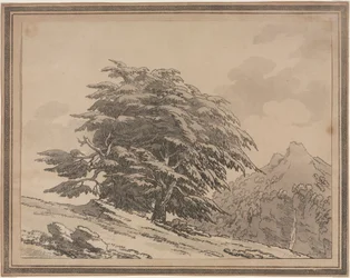 Avgränsningar av den allmänna karaktärens förgreningar och lövverk av skogsträd: Cedar, 1789.