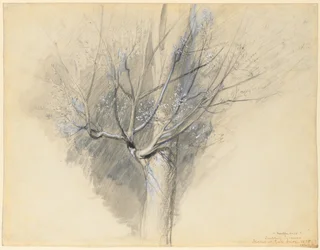 Spirande Sycamore