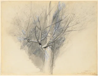 Spirande Sycamore, ca. 1876.