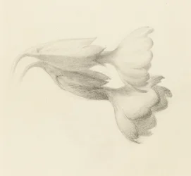 Cowslip Bells, troligen 1871 (grafit på vävt papper)