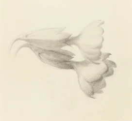 Cowslip Bells, troligen 1871.