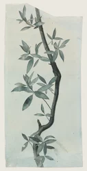 Study of Willow Leaves, c.1857 (penna och akvarell på papper)