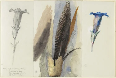 Studie av en fjäder, flankerad av två studier av en Gentian, 1875 (wc över grafit, förhöjd och korrigerad med ogenomskinligt vitt på vävt papper)