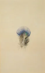 Studie av en påfågelfjäder, 1873